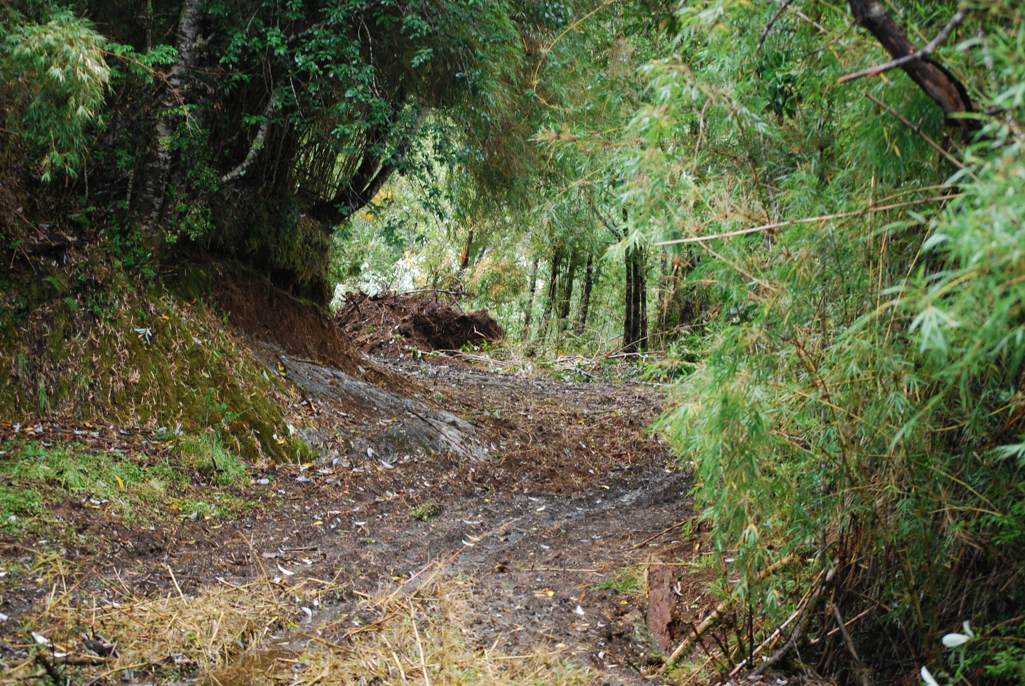 Sendero entre bosque nativo dentro del fundo